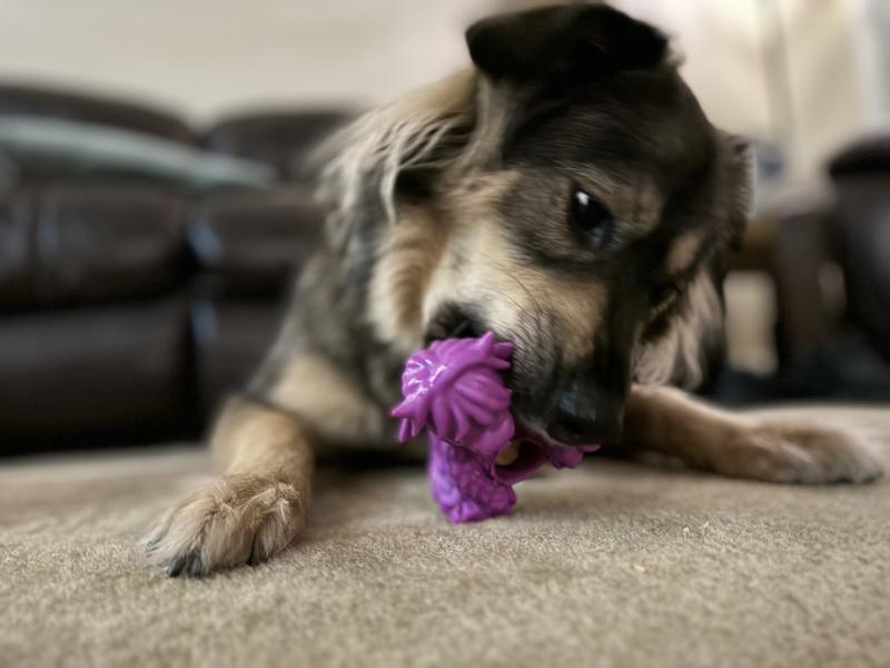 Yak Puff and Play Dog Toy Interactive Enrichment Treat Dispensing Dog Toy