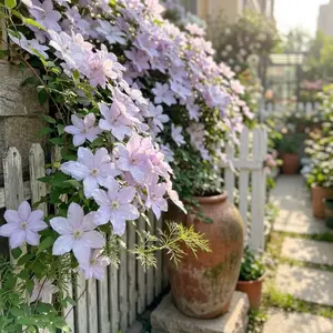 Non GMO Clematis Flower Seeds Home Garden Climbing Plant No Special Care Required Fast Germination Beautiful Blooms for Balcony Yard Decoration