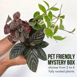 Pet Friendly Plant Box - contains 3-5 non-toxic plants