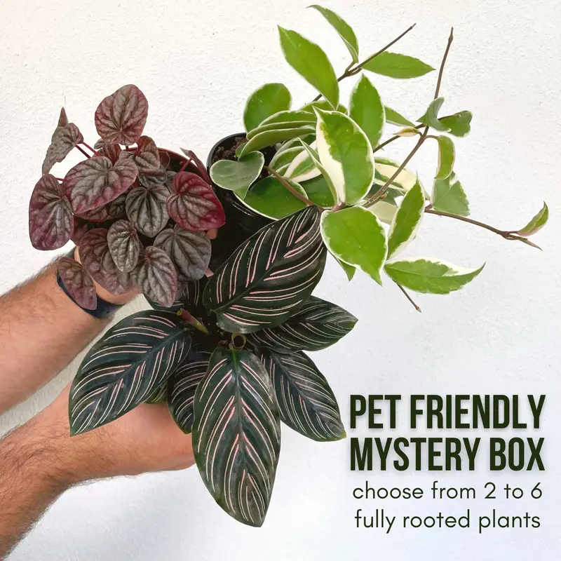 prayer plant toxic to cats - TikTok Shop