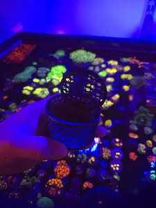 3D Printed Mushroom Cage