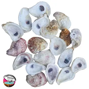 Oyster Oasis | Oyster Shells 3"-4" | 25 Shells for Crafting