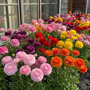 Peony-Style Ranunculus Seeds | Garden Flower Seeds – Bright Blooms for Borders, Containers & Backyard Spaces”
