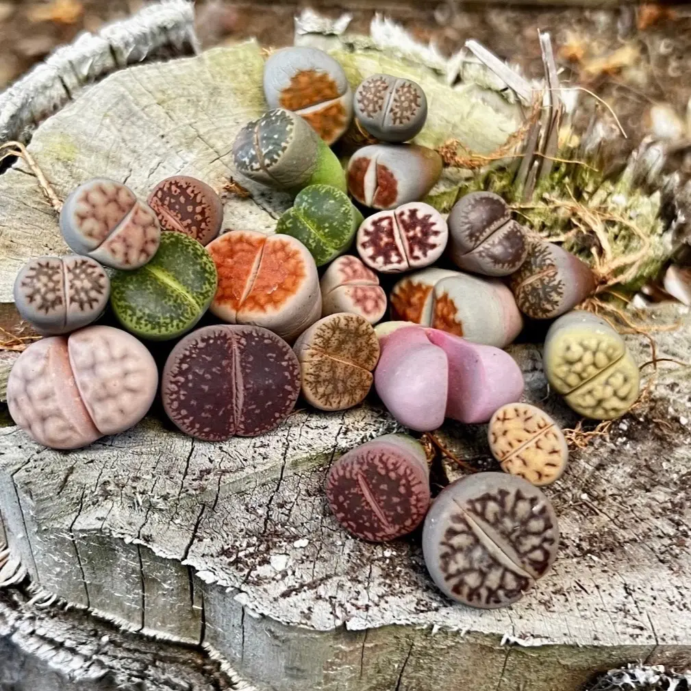Lithops Living Stones. Random Color. 0.3" to 0.7" Size. Live Plants Lithops Living Stones. Random Color. 0.3" to 0.7" Size. Live Plants