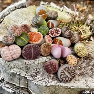 Lithops Living Stones. Random Color. 0.3" to 0.7" Size.  Live Plants