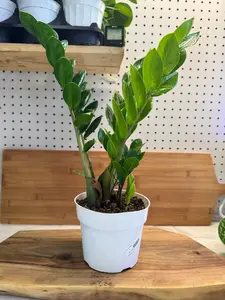 ZZ Plant (Zamioculcas zamiifolia) 6 inch Live Indoor Plant