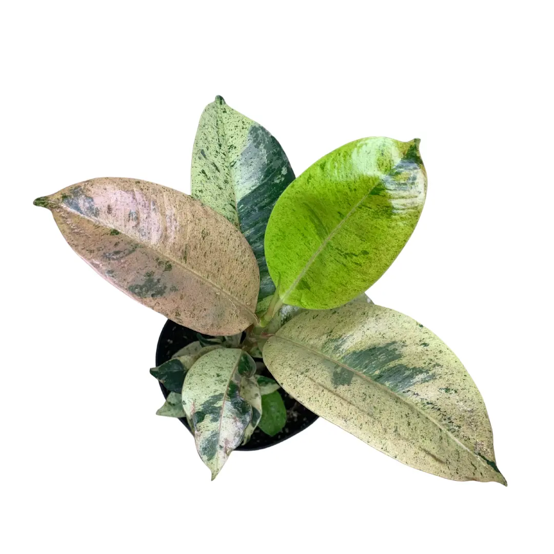 4" Ficus Shivereana – Ficus Elastica Shivereana – Live Plant
