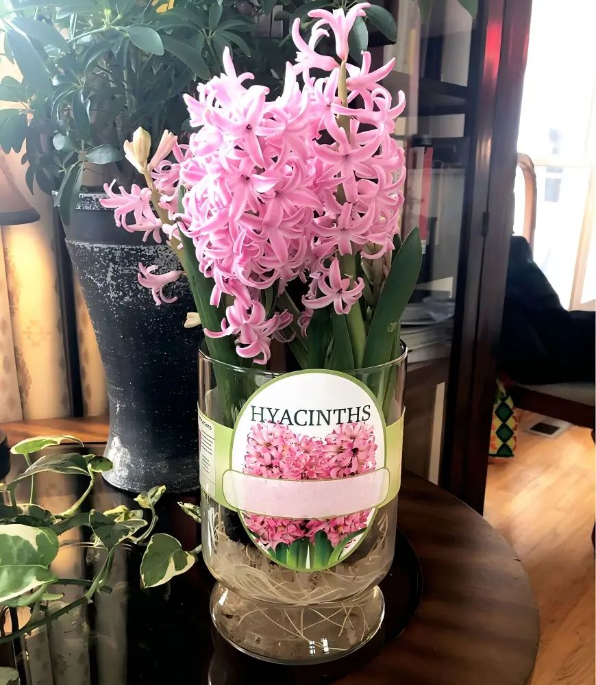 Fragrant Hyacinth Flower Bulbs - Perennial Spring-Blooming Bulbs for Home Garden Decoration