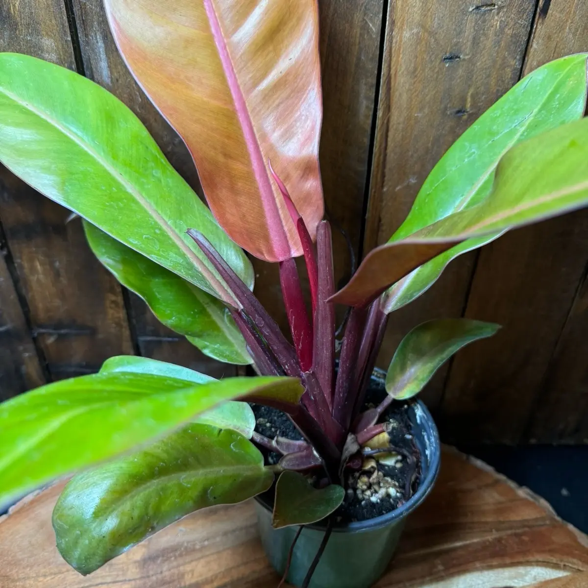 Variegated Philodendron Prince of Orange - Live Indoor Vining Houseplant with Stunning Orange Leaves, Potted Tropical Plant for Living Room, Boosts Home Decor Aesthetics, Adds Color, Compact Fresh Decor (Home Supplies)