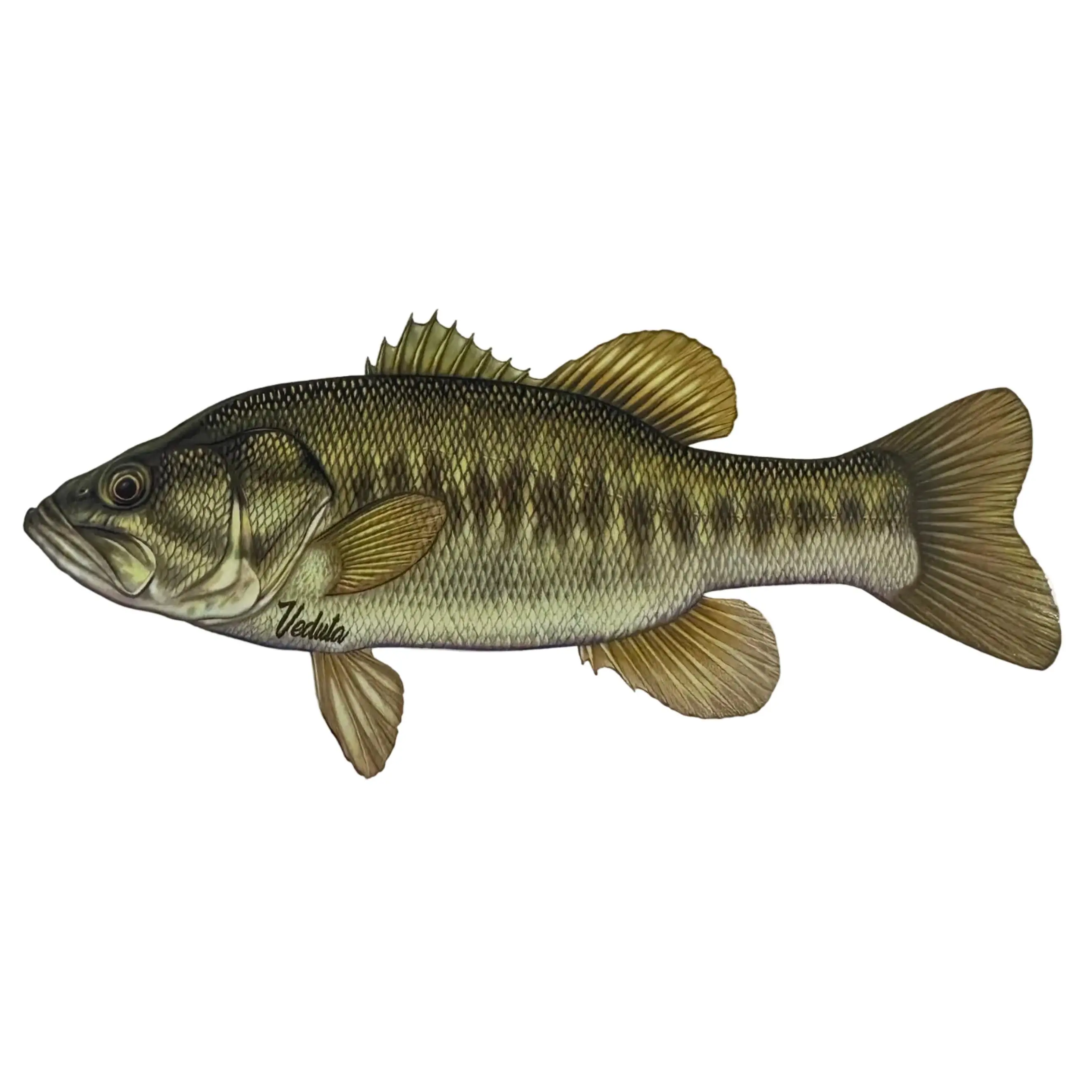 Freshwater Largemouth Bass Fishing Sticker for Boats, Coolers & Outdoor Gear