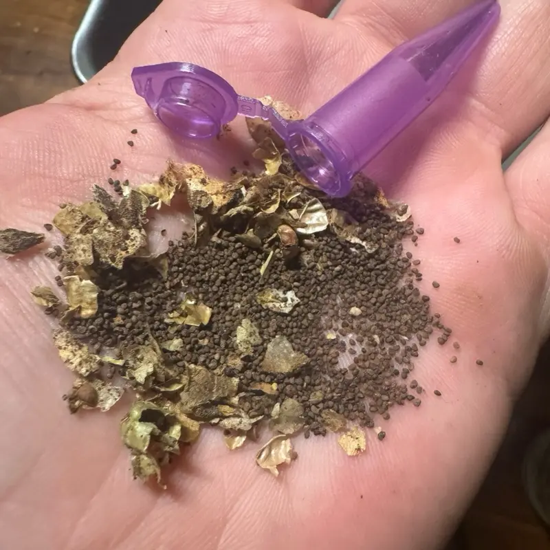Asema (nicotiana rustica) seeds