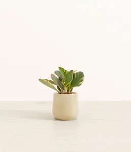 Peperomia Ginny Tricolor
