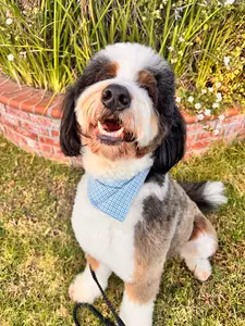 Bluey Bandanna