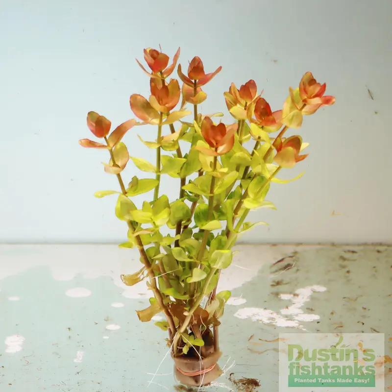Bacopa Caroliniana 'Yellow flame' (GOLDFISH PROOF!)