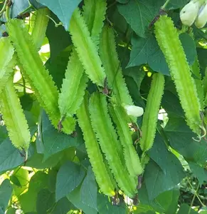 15 Seeds Winged Bean Seeds for Planting, Dragon Bean Seeds Four Angled Bean Seeds for Garden