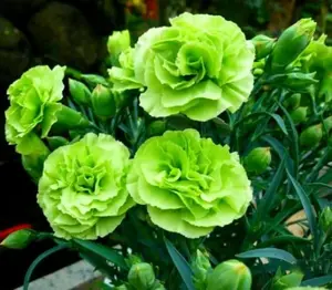 1000 Bright Green Carnation Seeds Dianthus Flowers Seed Flower Perennial