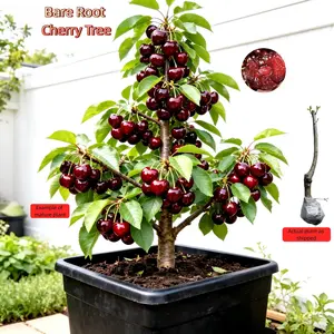 Sweet Cherry Bare Root Tree, Healthy Live Plant, Bare Root Shipping,beginner friendly fruit tree,Can be planted in containers or directly in the ground. Flexible for small or large spaces. Seedlings Compact easy-to-cultivate tree seed