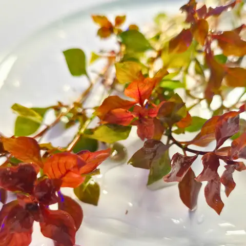 Tofu's Tanks Ludwigia "Super Red Mini" Live Stem Plants for Aquascaping Freshwater Aquariums