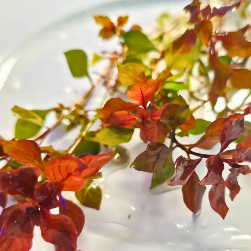 Tofu's Tanks Ludwigia "Super Red Mini" Live Stem Plants for Aquascaping Freshwater Aquariums