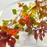 Tofu's Tanks Ludwigia "Super Red Mini" Live Stem Plants for Aquascaping Freshwater Aquariums