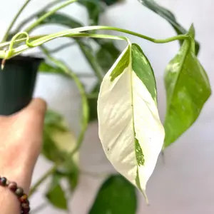 Epipremnum Pinnatum Variegated 4" - Live Tropical Vining Plant in 4-Inch Pot for Indoor Decor & Ornaments