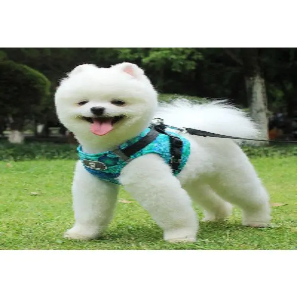 Pure Cotton Dog Harness Vest | XS to XL