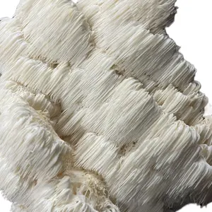 Michaelcrowemycology | Lion's Mane Premium Mycelium Liquid Culture for Efficient Mushroom Growth