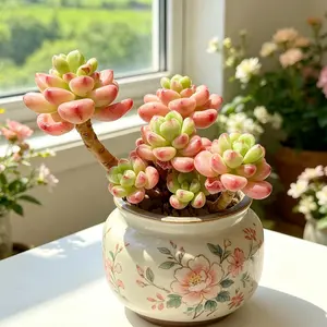 Sedeveria ‘Shangri La’ 3–3.5 Inch Rare Succulent Plant Bare Root | Colorful Rosette Succulent | Easy Care Beginner Friendly Houseplant | Perfect Gift & Home Decor | Indoor Garden Plant | #Succulent #PlantTok #RarePlants #Houseplants #SucculentLover