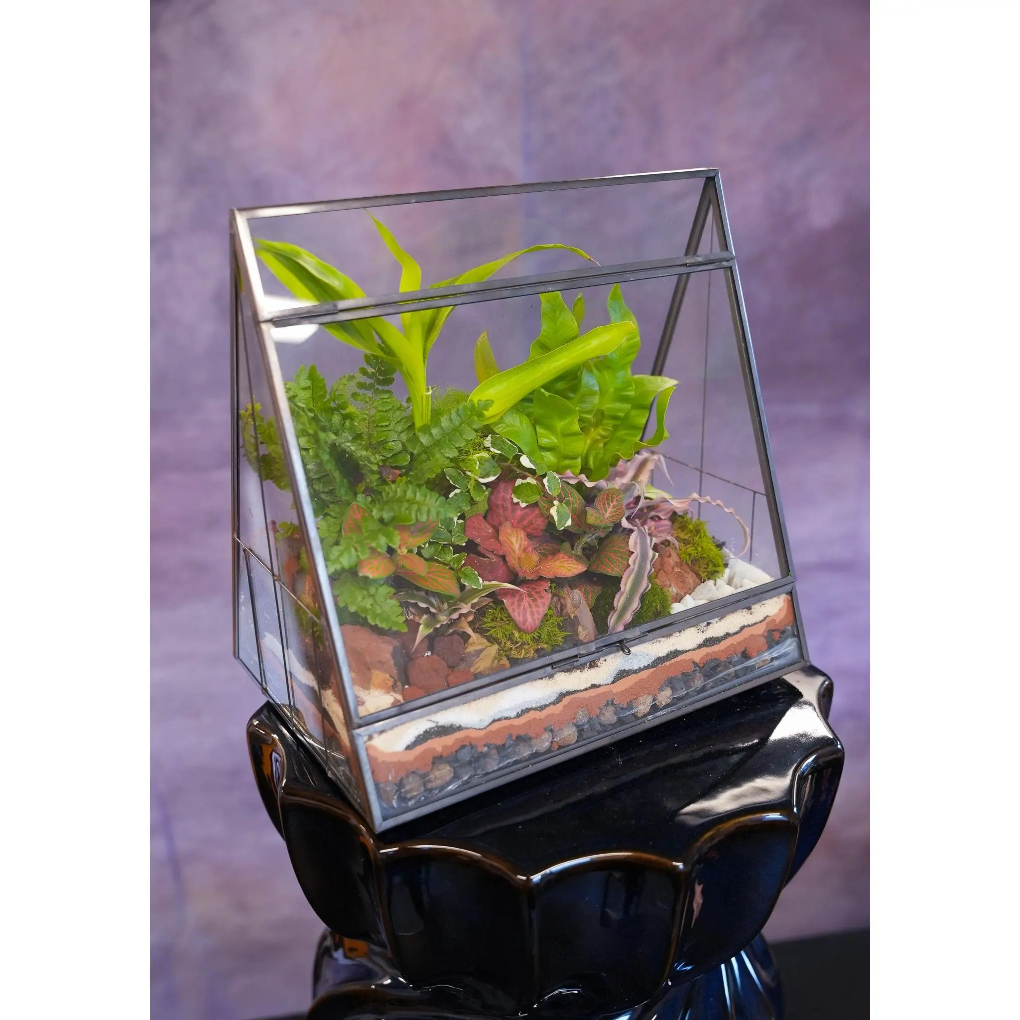 Paradise Terrarium Paradise Terrarium