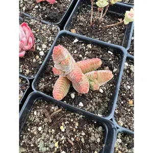 Crassula columella - April Farm/Rare Succulents