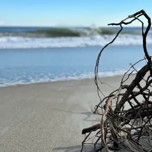 Carolina driftwood.