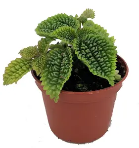 Moon Valley Plant - Pilea mollis - Vibrant & Unique Houseplant - 2" Pot