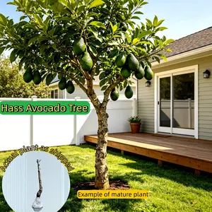 Hass Avocado Tree – Healthy Grafted Seedling, Bare Root, Ready to Plant Upon Arrival, Great for Garden, Patio, or Container Growing Compact easy-to-cultivate fruit tree seed