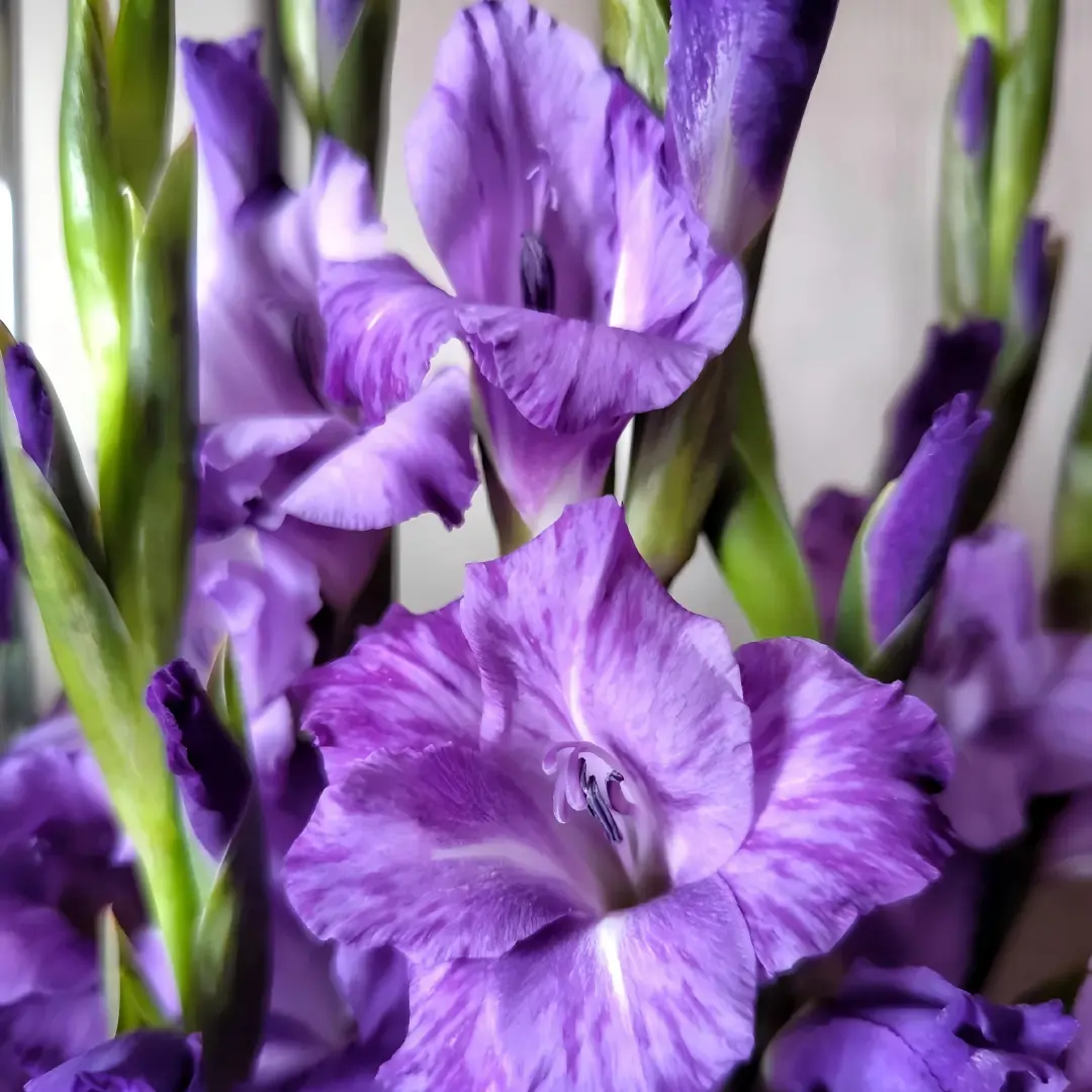 Gorgeous Performer Gladiolus Bulbs, Velvety Deep Purple Large Flower Sword Lily Bulbs, Easy to Grow for Garden Borders & Cut Flower Arrangements, Summer Blooming Perennial Flower Corms