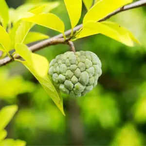 Sugar Apple (Annona squamosa) Live Tropical Fruit Tree 12 Inch 2 Feet Live Tree