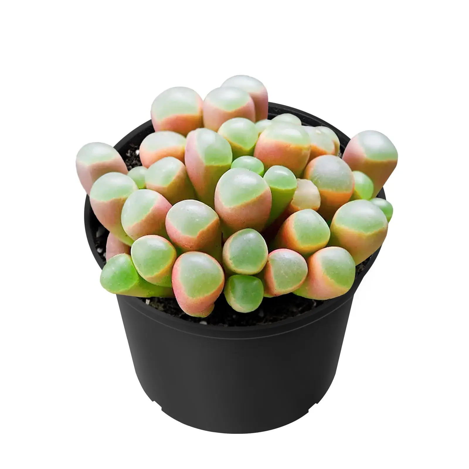 Sprout N Green Baby Toes Succulent, Live Fenestraria rhopalophylla Plant Fully Rooted in 4" Pot wit Soil Mix, Home Office Wedding Decoration DIY Projects Party Favor, Easy to Care, Pet Friendly