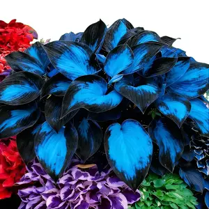 300+ Hosta Seeds for Planting - Perennial Hosta Seeds Outdoor Garden Attract Pollinators Perennial Bonsai Decoration