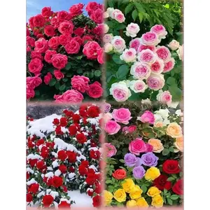 200Pcs Climbing Rose Seeds | Hardy Perennial Vines for Natural Privacy Screens & Garden Beautification