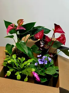 Assorted Indoor Flowering Plant Set of 4 Live Houseplants in 4" Pots- Anthurium, African Violet, Blooming Cactus, Peace Lily