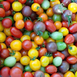 Rainbow Cherry Tomato Mix Organic Seeds (Solanum lycopersicum) – A colorful blend of sweet, juicy cherry tomatoes, perfect for snacking and salads.