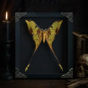 Actias Comet Moth Framed Display, Long Tail Moth Specimen, Handmade Insect Art, Unique Curiosity Gift, Gothic Vintage, Nature Wall Decor, Entomology Collection, Home Decor