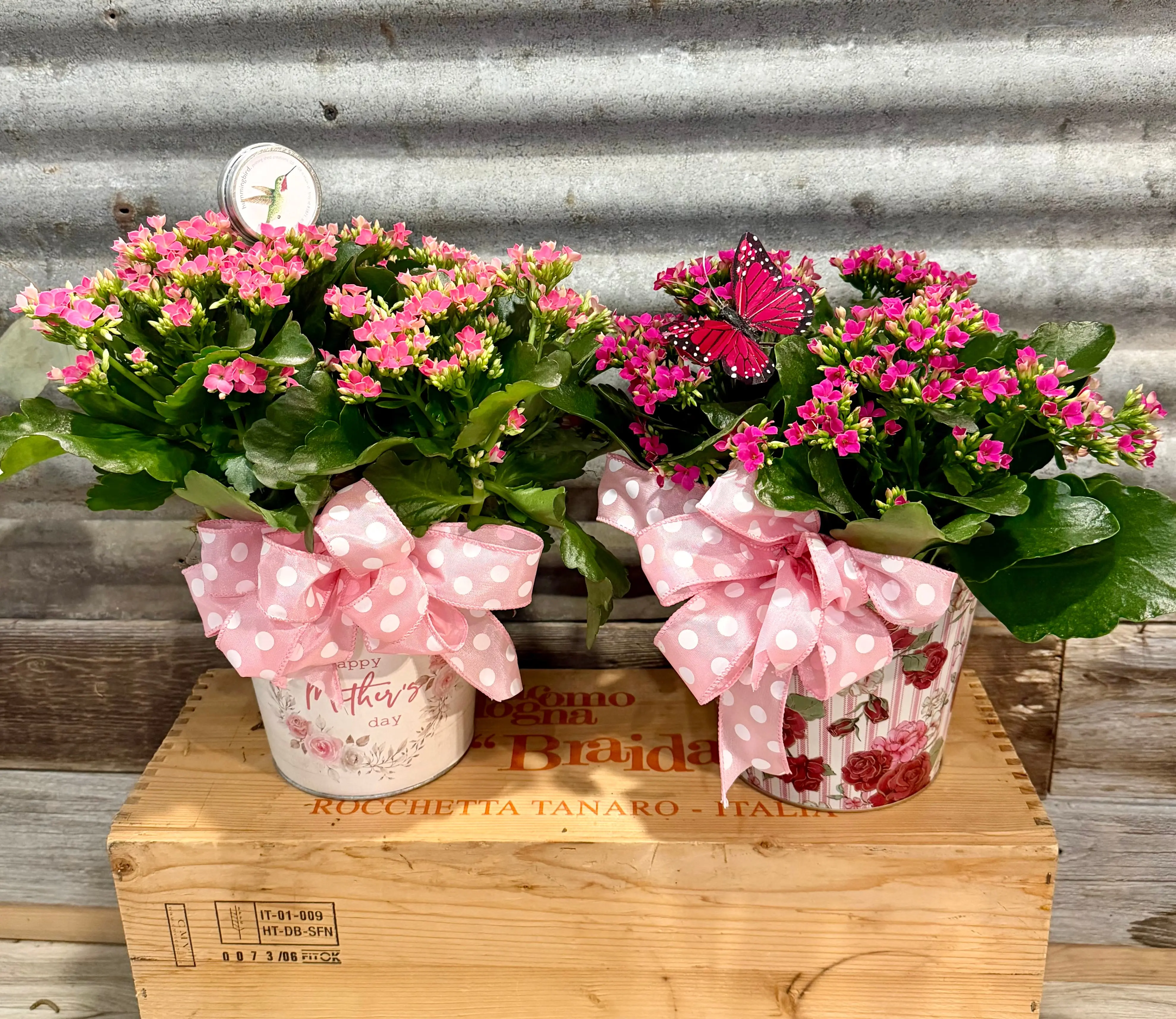 Pretty in Pink Kalanchoe