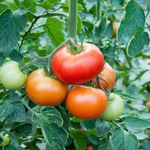 Siberian Tomato Seeds (Solanum lycopersicum) Cold-hardy heirloom tomato with rich flavor. Compact plants produce early, juicy red fruits. Great for short seasons.