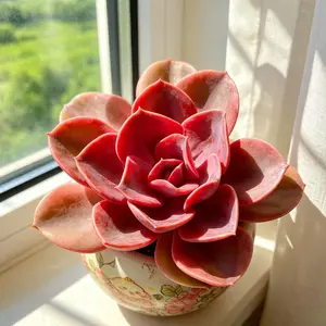 Echeveria Rainbow Variegated  Vibrant Real Plant, Easy Care & Perfect for Home or Holiday Decor!