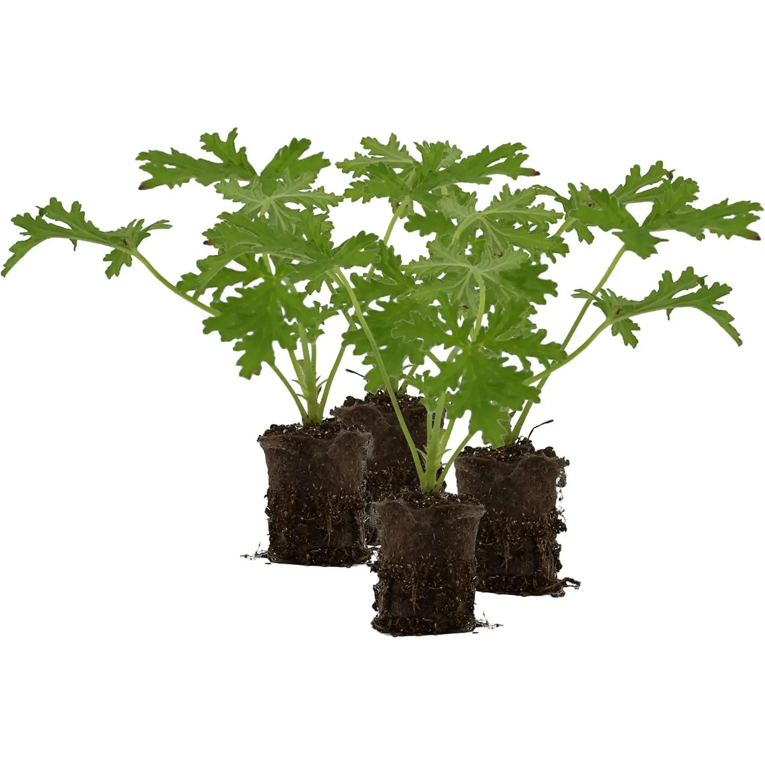 Live Citronella Geranium Plant Plugs (4-Pack), Pelargonium Citronella Scented Seedlings