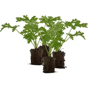 Live Citronella Geranium Plant Plugs (4-Pack), Pelargonium Citronella Scented Seedlings
