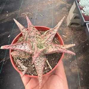 Aloe Pink Blush 4 inch pot Plant Succulent