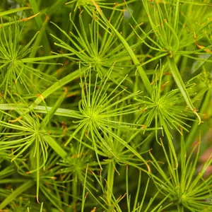 Graceful Grasses® Queen Tut™ Dwarf Egyptian Papyrus