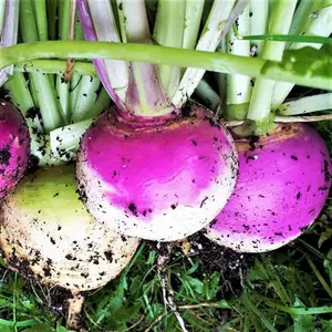 TomorrowSeeds - Purple Top Turnip Seeds -  American White Turnips Rutabaga Cover Crop Garden NonGMO Root Vegetable Seed 2024 Season