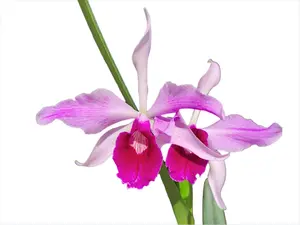 Cattleya purpurata var. gilbert x var. atropurpurea 'Ecuagenera'